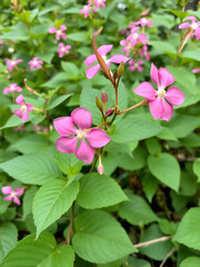 Obraz premium Impatiens glandulifera himalayan balsam invasive bloom flower blossom, expansive species dangerous plants Asia neophyte, ornamental touching jewelweed western honey insects collect