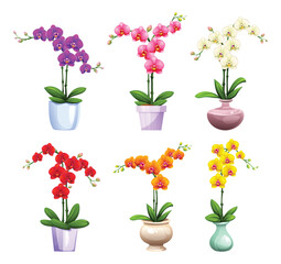 Naklejka premium Orchids in various colors and blooming stages with decorative pots. Vector cartoon illustration