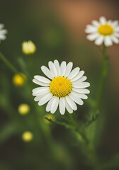 Fototapeta premium Daisy Delight: A Close-Up Botanical Study in Soft Focus