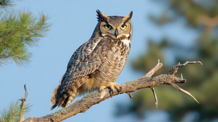 Obraz premium Wise Owl Perched on a Branch Under Soft Moonlight in a Peaceful Woodland Setting