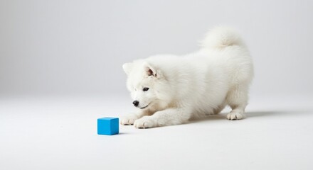 Playful white puppy investigates a blue cube.