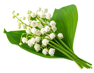 lily of the valley