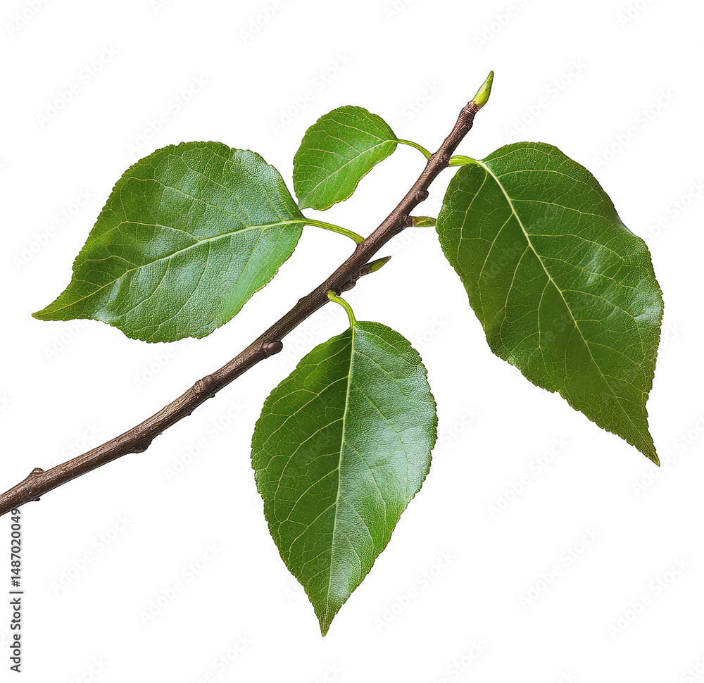 Poster a close-up of a branch with green leaves isolated on a transparent background the branch is thin and