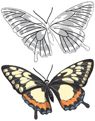 Colorful and Monochrome Butterfly Illustration