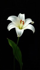Obraz premium Single white lily, stark contrast against deep black background, blossom, purity, isolated