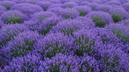 Fototapeta premium Aerial View of a Vast Lavender Field in Full Bloom