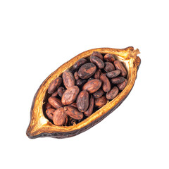 Cocoa beans in pod