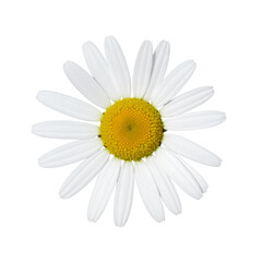Pure White Daisy Bloom
