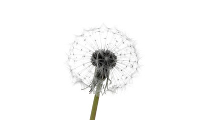 Wish Upon a Dandelion