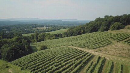 Aerial View of Geometric Vineyard Rows on a Sunny Day
