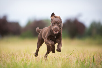Playful Labrador Dog in Nature