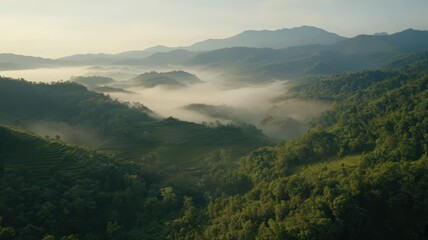 Fototapeta premium Aerial View of Rice Terraces Shrouded in Morning Mist