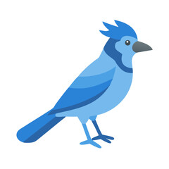 Blue Jay illustration against black background in flat style