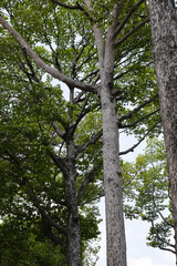 Looking up from down tree, Dipterocarpus tree, Big tree in Vietnam