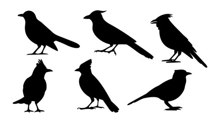 set of blue jay birds silhouette vector on tranparent background