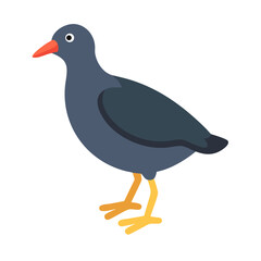 Cartoon illustration of moorhen on black background flat style
