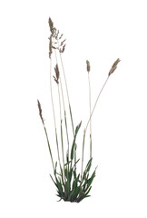 Dry Weeds on Transparent Background