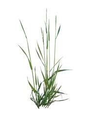 Field Grass Cluster on Transparent Background