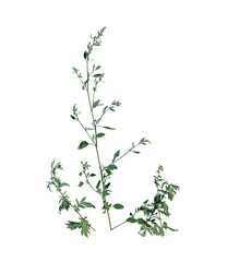 Clump of Dandelions on Transparent Background