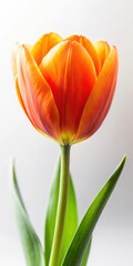 Naklejka premium Bright orange tulip in full bloom on a white background with soft focus effect