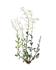 Grass in Wind on Transparent Background