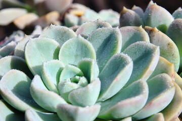 Colorful Succulent Plants in Vibrant Indoor Arrangement. Detailed close-up of colorful succulent...
