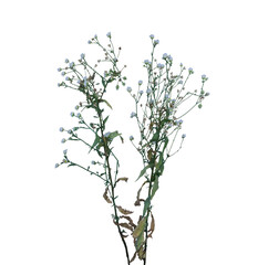 Grass Seedlings on Transparent Background