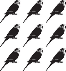 Budgerigar birds silhouettes collection. Premium vector.  