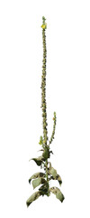 Long Weed on Transparent Background