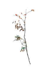  Dying Grass on Transparent Background
