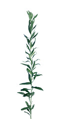 Fototapeta premium Weed on Transparent Background