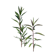 Dried Weed Stalks on Transparent Background