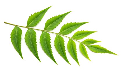 Neem Leaf Sprig: Vibrant Green Foliage in Minimalist Style