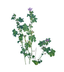 Weed in Pavement on Transparent Background