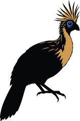 Hoatzin. Premium vector illustration of a Hoatzin. 