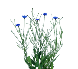 Wild Grass Strand on Transparent Background