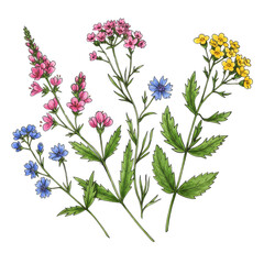 Colorful wildflower illustration featuring pink blue yellow flora