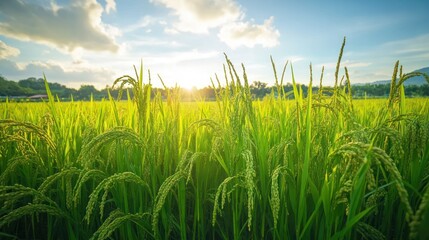 Obraz premium Golden Hour Rice Paddy: A Serene Sunset Landscape