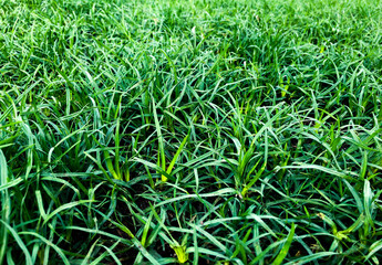 green grass background