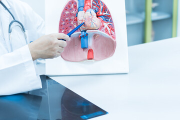 Doctor hand pointing lung and heart anatomy human model on white background.Part of human body...