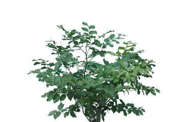 Grass with Seed Pods on Transparent Background