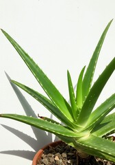 Obraz premium Sunlit Aloe Vera: A Vibrant Succulent in a Terracotta Pot
