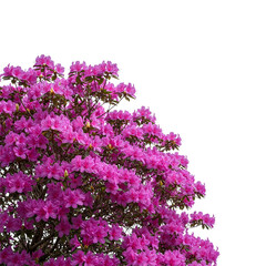 Obraz premium A vibrant azalea bush bursts forth with a profusion of magenta blossoms, showcasing floral beauty.
