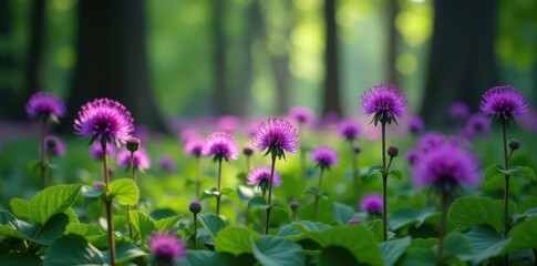 Fototapeta premium Dense cluster of Black Knapweed, vibrant purple, forest floor setting , wild, nature