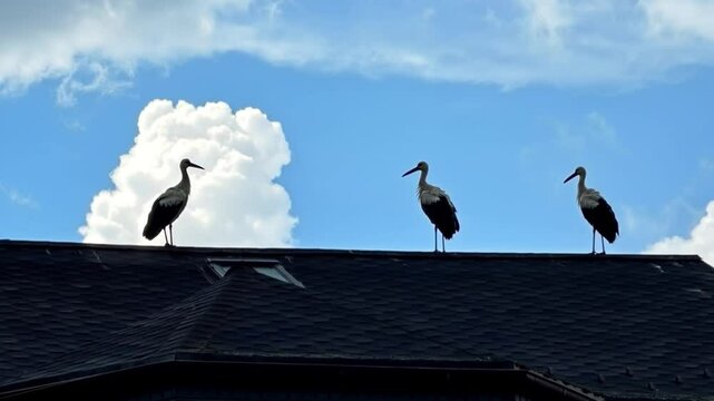 Majestic white storks returning to build nests on rooftops, annual spring migration phenomenon