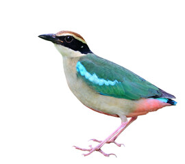 green wings red belly and pale chest bird isolated on white background, fairy pitta during migratory to Bangkok public park, Thailand
