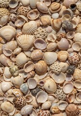 Seashell Collection Beach Sand Texture