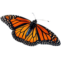 Fototapeta premium butterfly