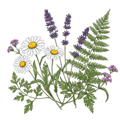 Herbal nature illustration showing chamomile lavender and ferns blend