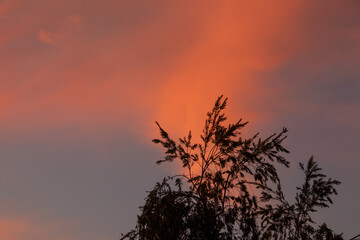 A silhouetted tree top against an orange sunrise at the southern point of Africa
